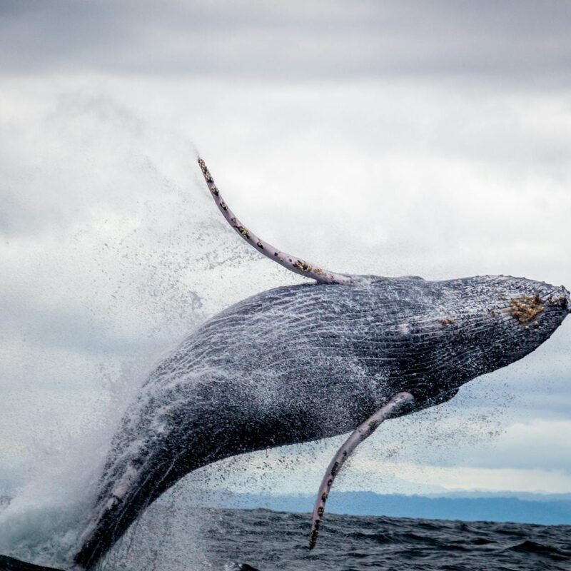 black and white whale jumping on water